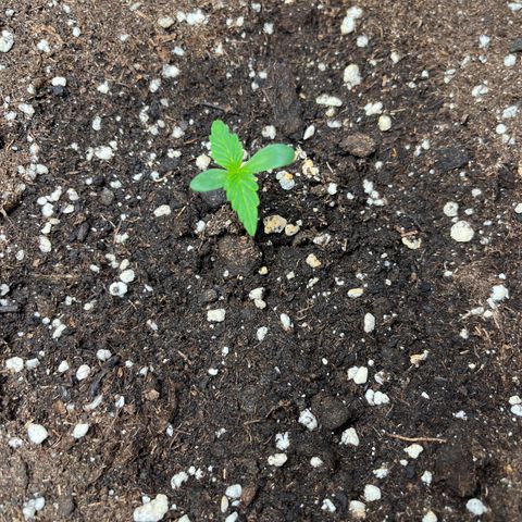 AK47 BCN selection X Auto Sativa growlog timeline photo