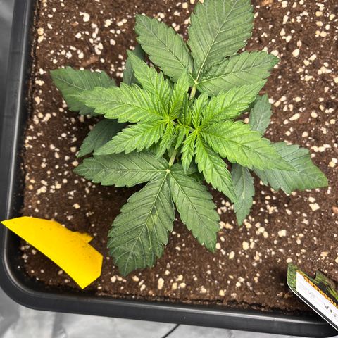 Amnesia Haze X Auto Haze growlog timeline photo
