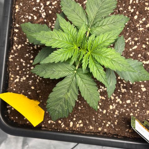Amnesia Haze X Auto Haze growlog timeline photo