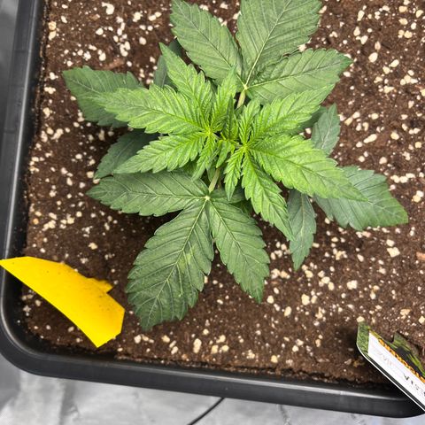 Amnesia Haze X Auto Haze growlog timeline photo