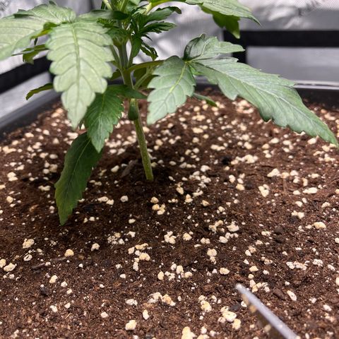 Amnesia Haze X Auto Haze growlog timeline photo