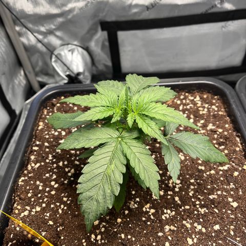 Amnesia Haze X Auto Haze growlog timeline photo