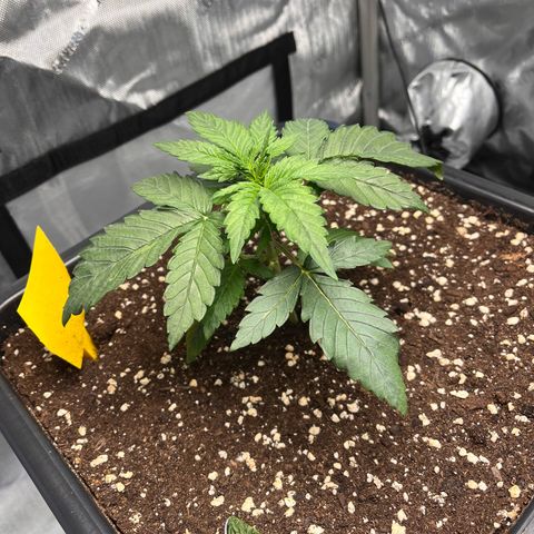 Amnesia Haze X Auto Haze growlog timeline photo