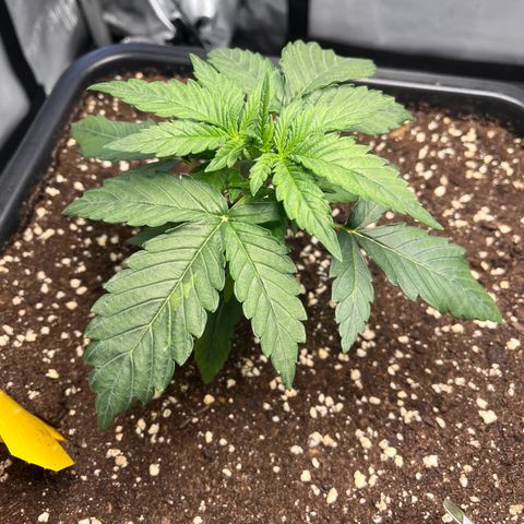Amnesia Haze X Auto Haze growlog timeline photo