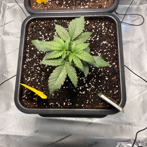 Amnesia Haze X Auto Haze growlog timeline photo