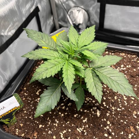 Amnesia Haze X Auto Haze growlog timeline photo