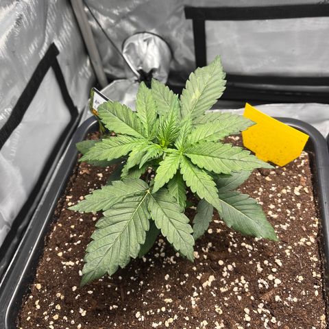 Amnesia Haze X Auto Haze growlog timeline photo