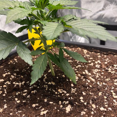 Amnesia Haze X Auto Haze growlog timeline photo