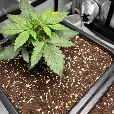 Amnesia Haze X Auto Haze growlog timeline photo