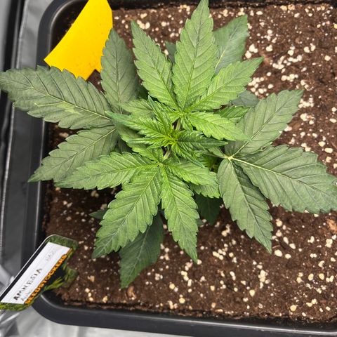 Amnesia Haze X Auto Haze growlog timeline photo
