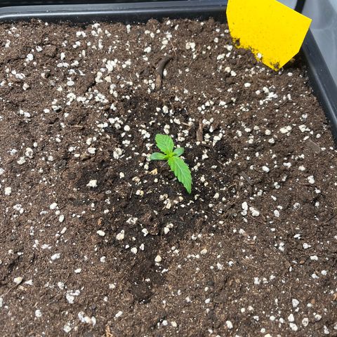AK47 BCN selection X Auto Sativa growlog timeline photo