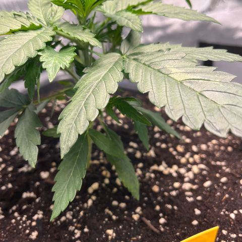 Amnesia Haze X Auto Haze growlog timeline photo