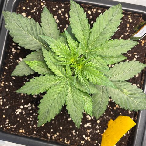 Amnesia Haze X Auto Haze growlog timeline photo