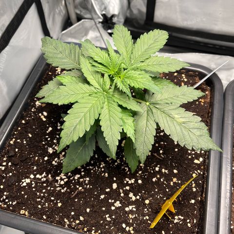 Amnesia Haze X Auto Haze growlog timeline photo