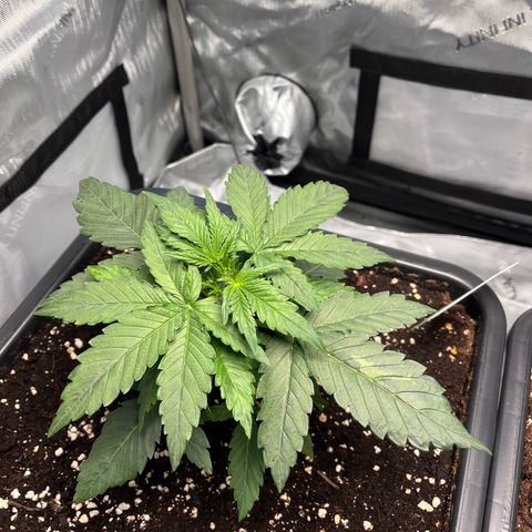 Amnesia Haze X Auto Haze growlog timeline photo