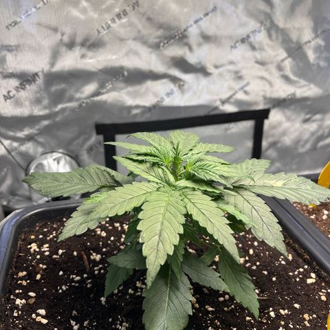 Amnesia Haze X Auto Haze growlog timeline photo