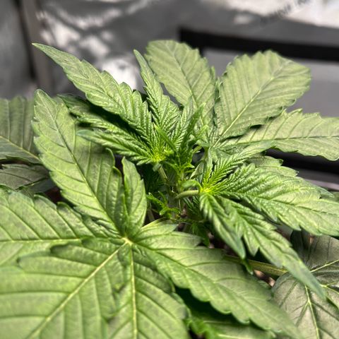 Amnesia Haze X Auto Haze growlog timeline photo