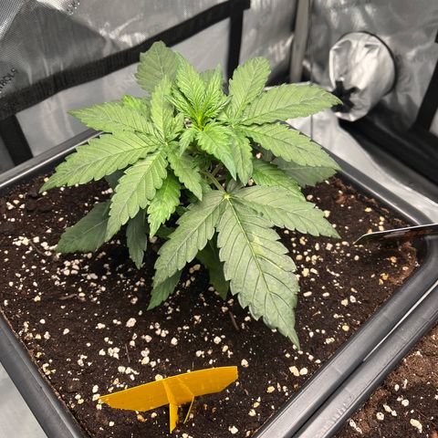 Amnesia Haze X Auto Haze growlog timeline photo