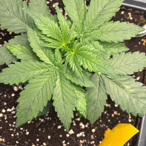 Amnesia Haze X Auto Haze growlog timeline photo