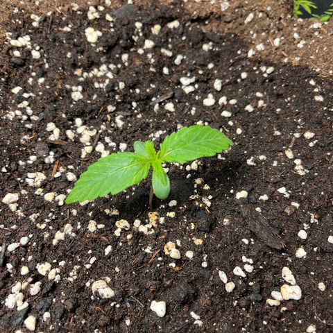 AK47 BCN selection X Auto Sativa growlog timeline photo