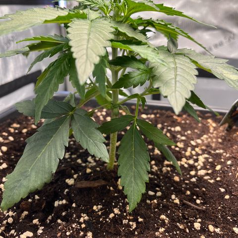 Amnesia Haze X Auto Haze growlog timeline photo