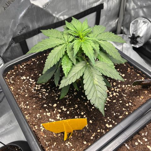 Amnesia Haze X Auto Haze growlog timeline photo