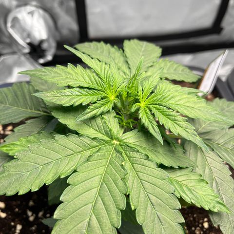Amnesia Haze X Auto Haze growlog timeline photo