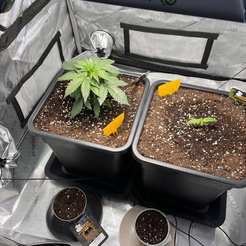 Amnesia Haze X Auto Haze growlog timeline photo