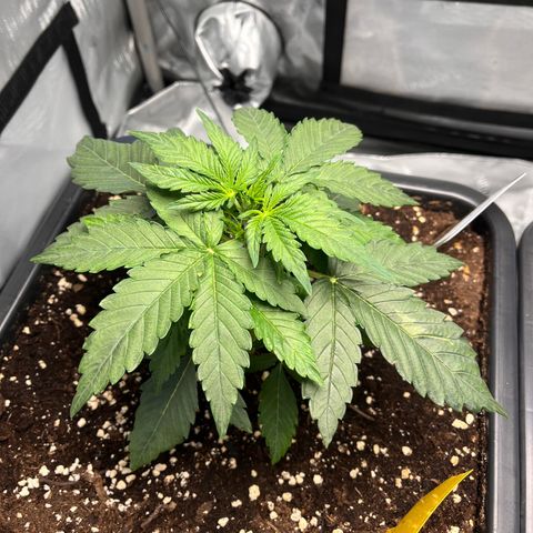 Amnesia Haze X Auto Haze growlog timeline photo