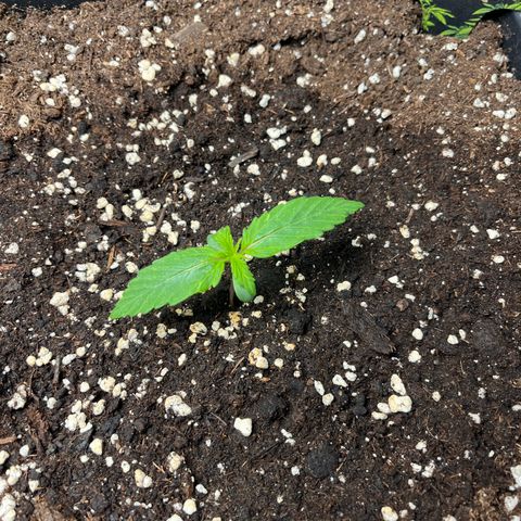 AK47 BCN selection X Auto Sativa growlog timeline photo