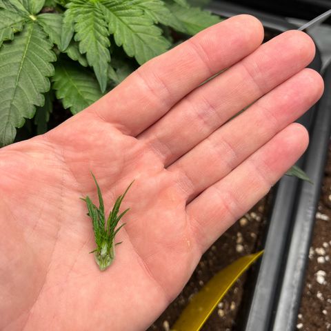 Amnesia Haze X Auto Haze growlog photo: Toppen 