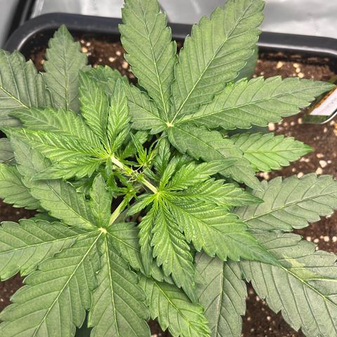 Amnesia Haze X Auto Haze growlog photo: Toppen 