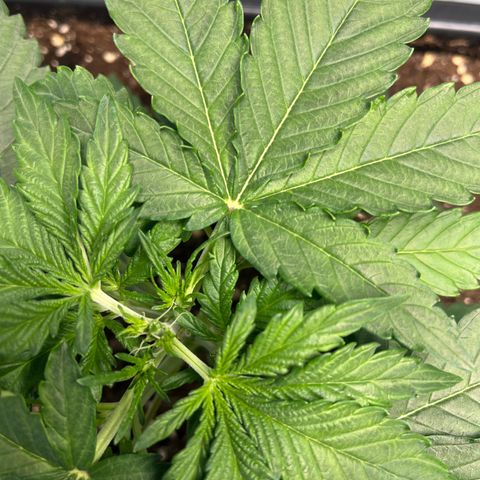 Amnesia Haze X Auto Haze growlog photo: Toppen 