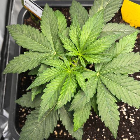 Amnesia Haze X Auto Haze growlog timeline photo
