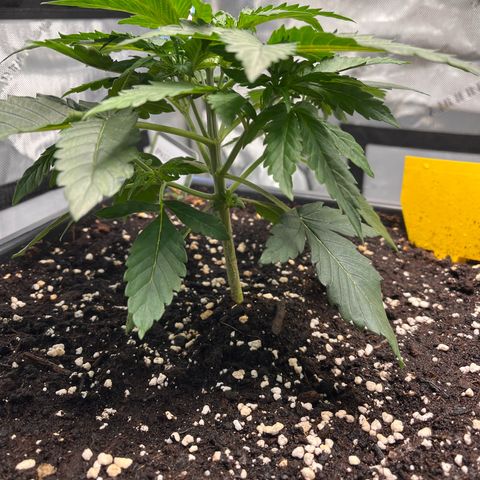 Amnesia Haze X Auto Haze growlog timeline photo