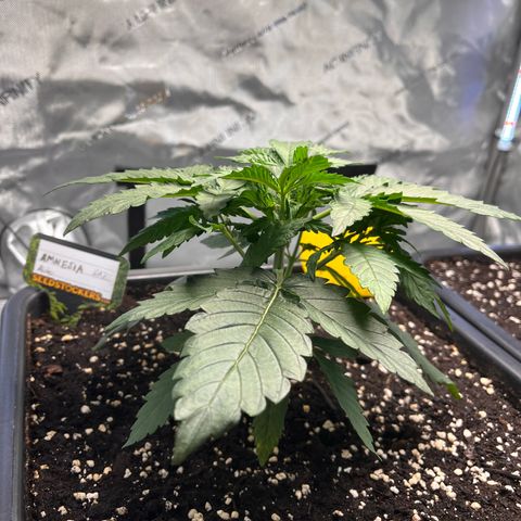 Amnesia Haze X Auto Haze growlog timeline photo