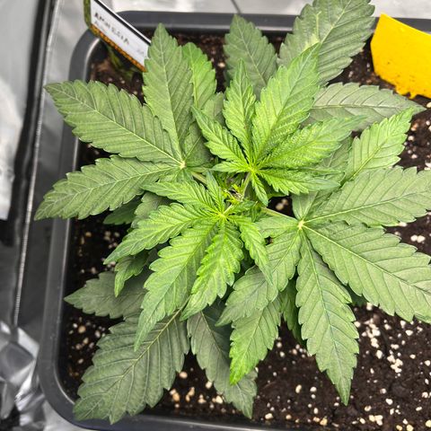 Amnesia Haze X Auto Haze growlog timeline photo