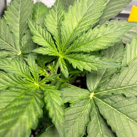 Amnesia Haze X Auto Haze growlog timeline photo