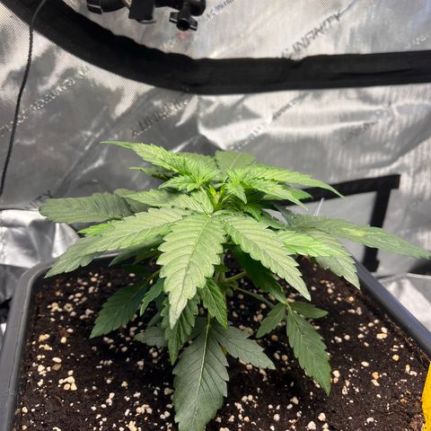 Amnesia Haze X Auto Haze growlog timeline photo