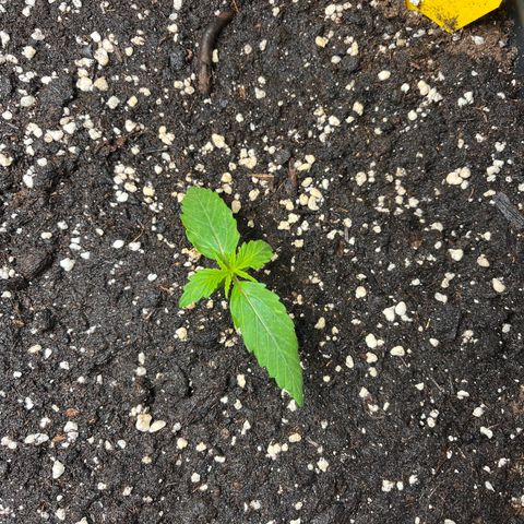 AK47 BCN selection X Auto Sativa growlog timeline photo