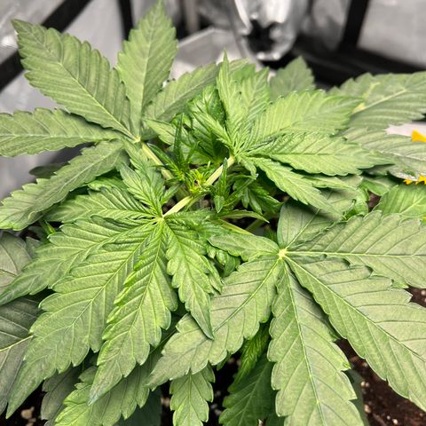 Amnesia Haze X Auto Haze growlog timeline photo