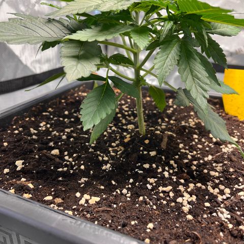 Amnesia Haze X Auto Haze growlog timeline photo