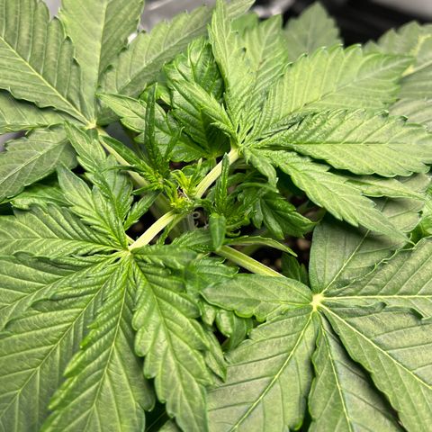 Amnesia Haze X Auto Haze growlog timeline photo