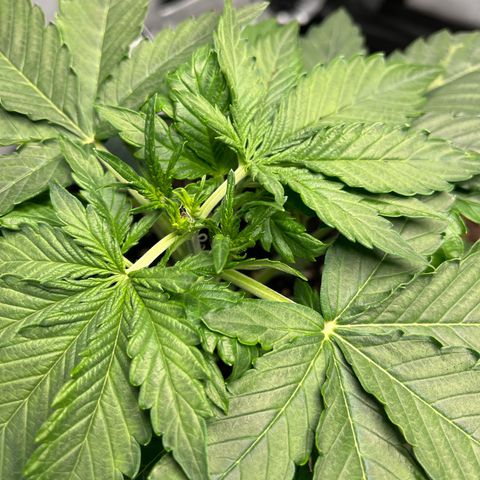 Amnesia Haze X Auto Haze growlog timeline photo