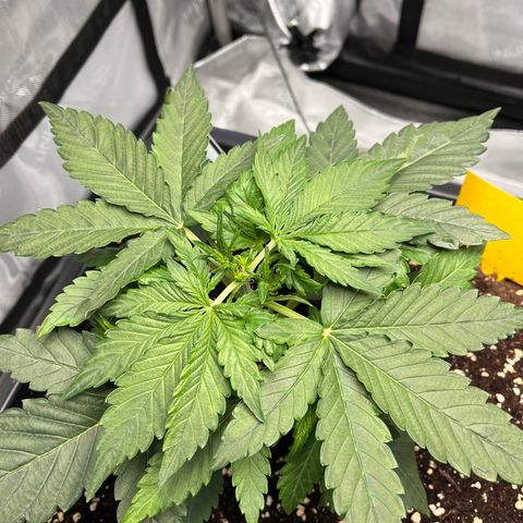 Amnesia Haze X Auto Haze growlog timeline photo