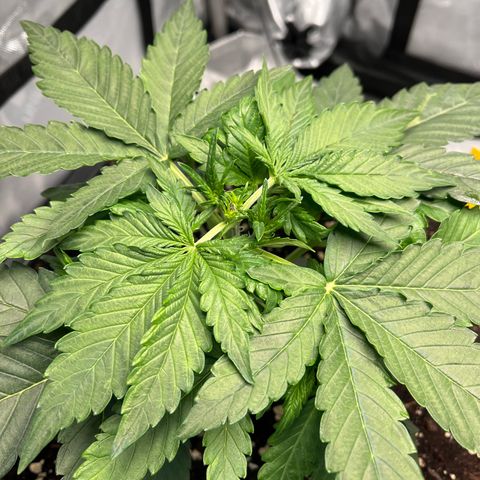 Amnesia Haze X Auto Haze growlog timeline photo