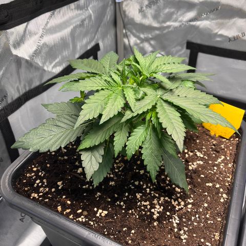 Amnesia Haze X Auto Haze growlog timeline photo