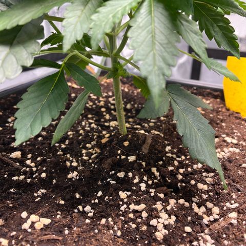 Amnesia Haze X Auto Haze growlog timeline photo