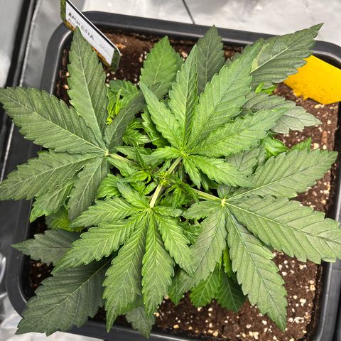 Amnesia Haze X Auto Haze growlog timeline photo