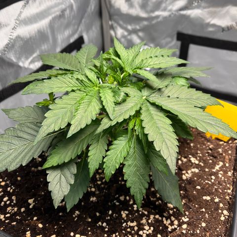 Amnesia Haze X Auto Haze growlog timeline photo